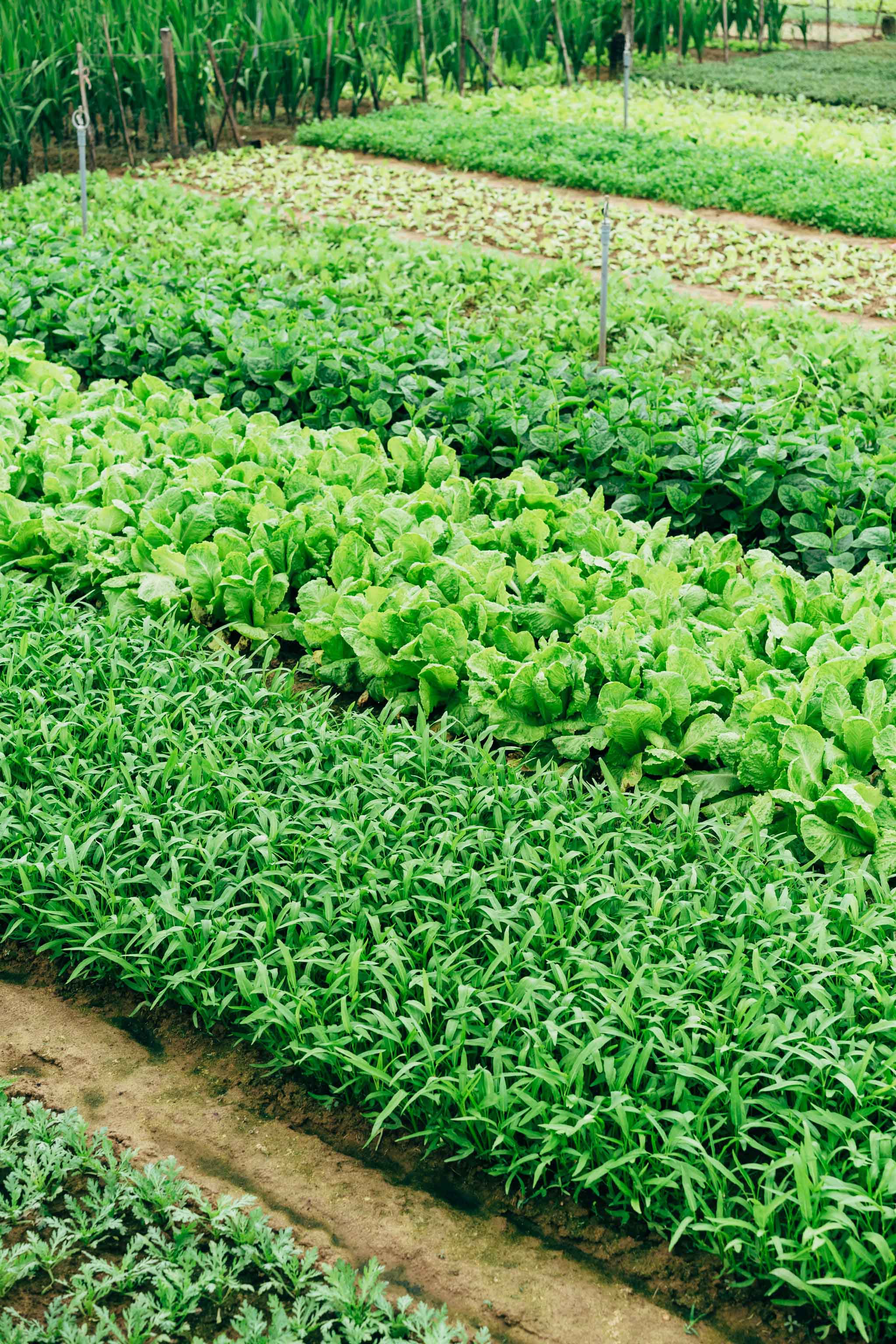 Uganda farms