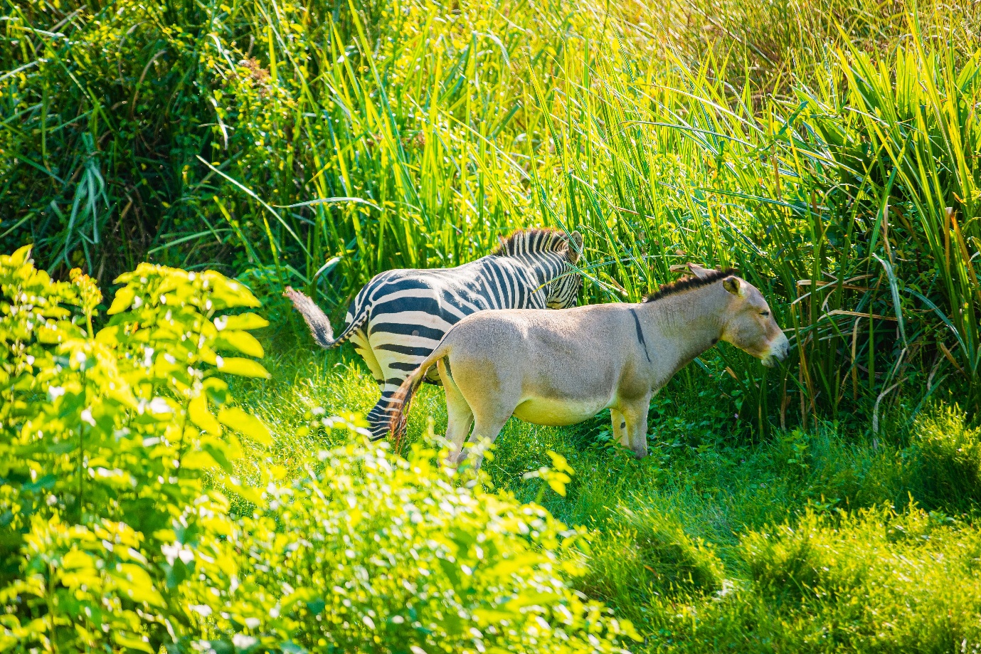 Zebra and donkey in lush green Uganda