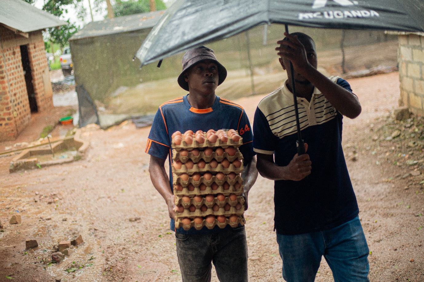 Egg farming - agro-tourism Uganda