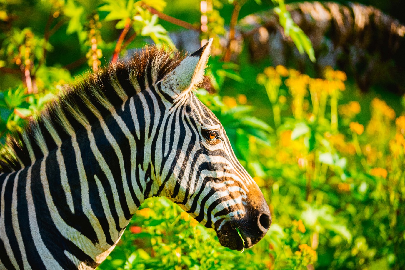Zebra - wildlife safari Uganda