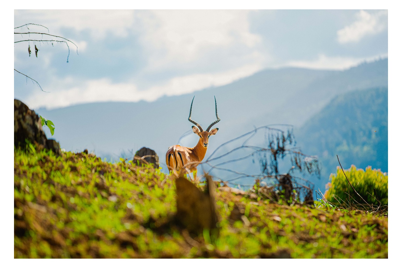 Antelope on hillside - Uganda