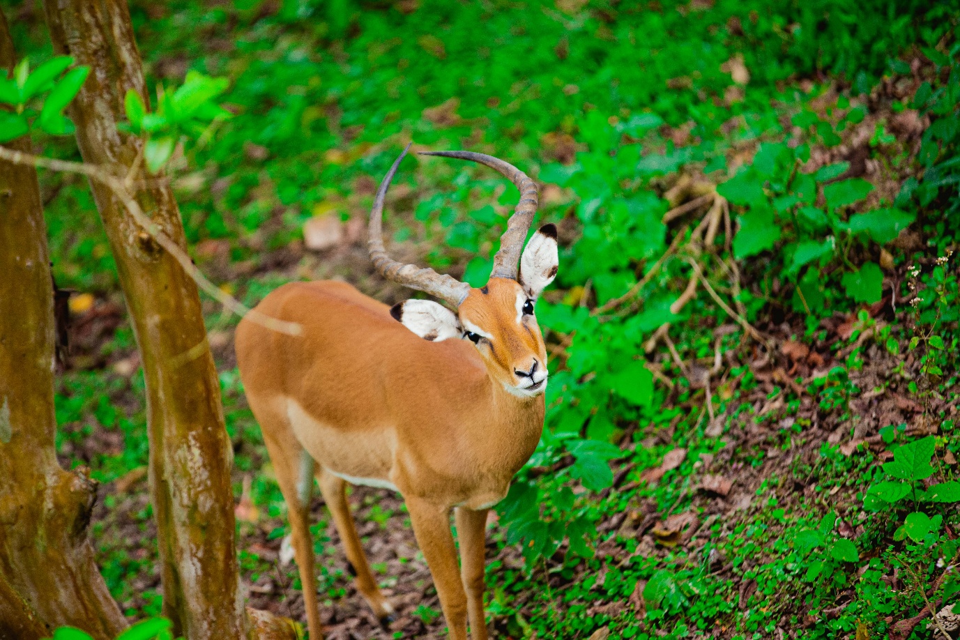 Antelope in Uganda forest undergrowth