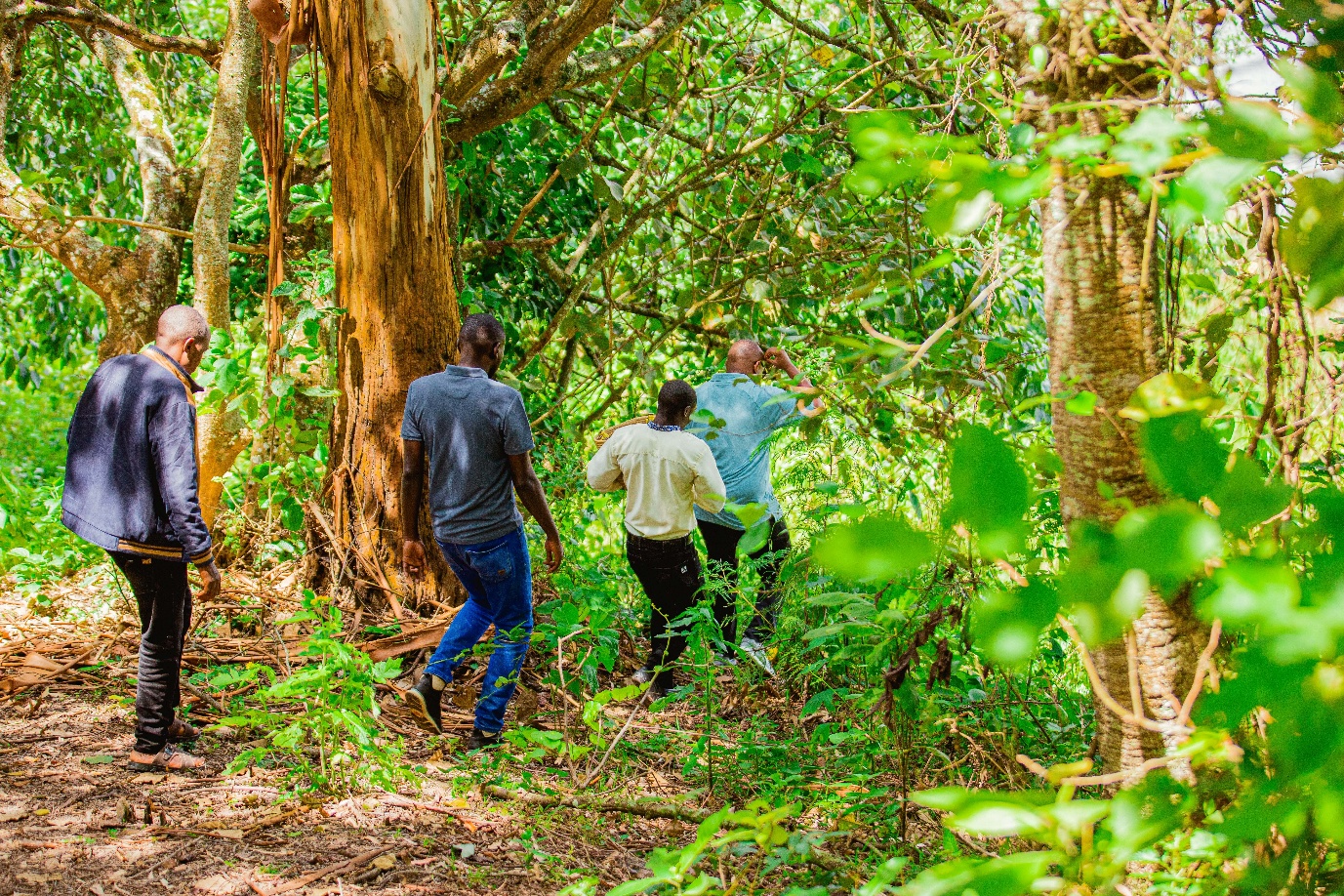 Tour group exploring Uganda forest trail