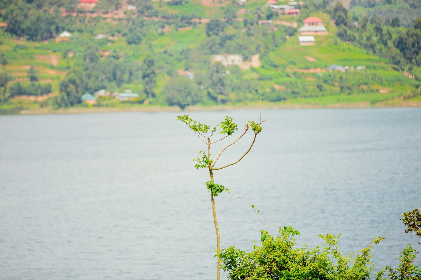 Uganda lake with tree foreground