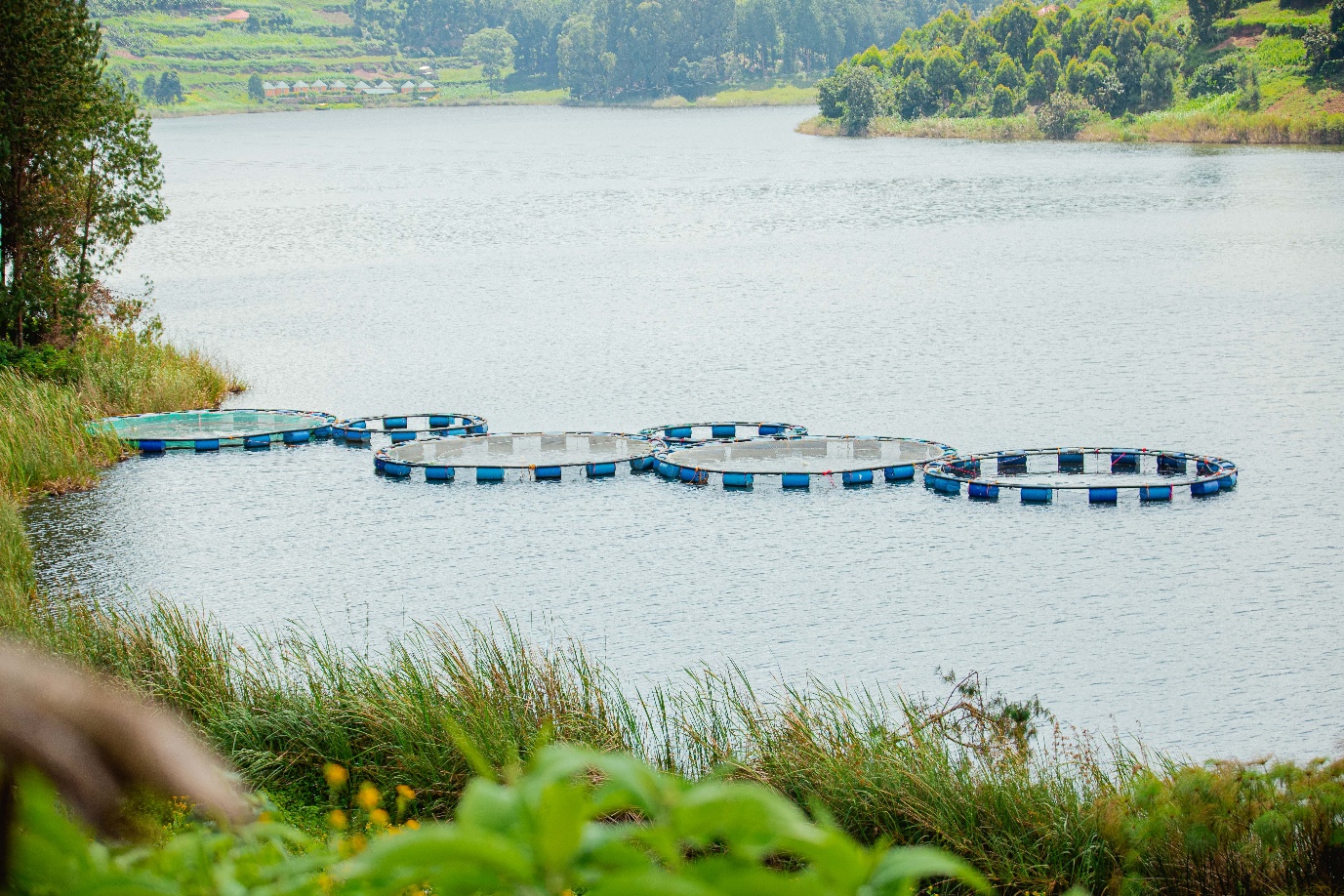Fish farming pens on Uganda lake