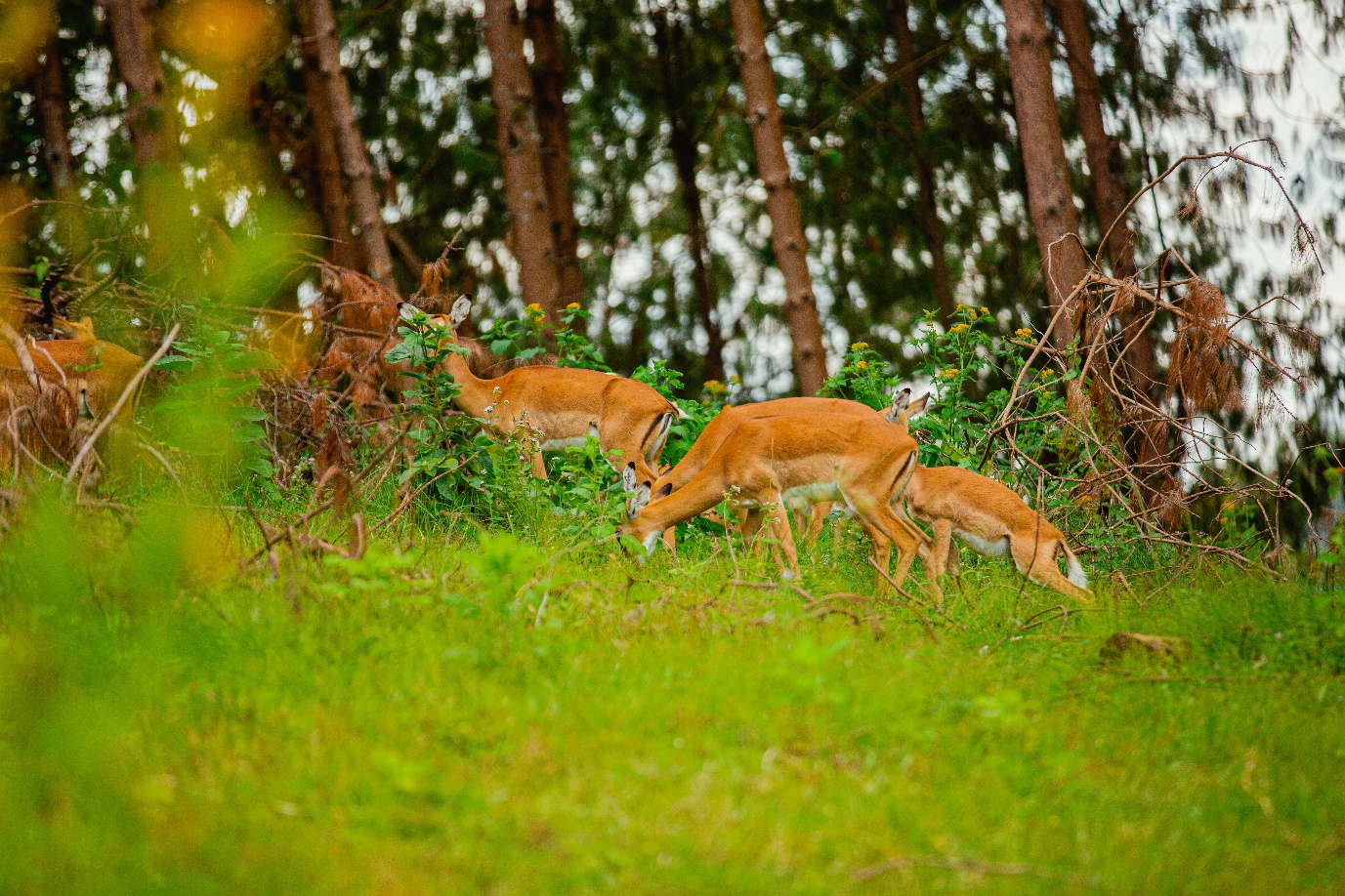 Impala grazing in Uganda national park