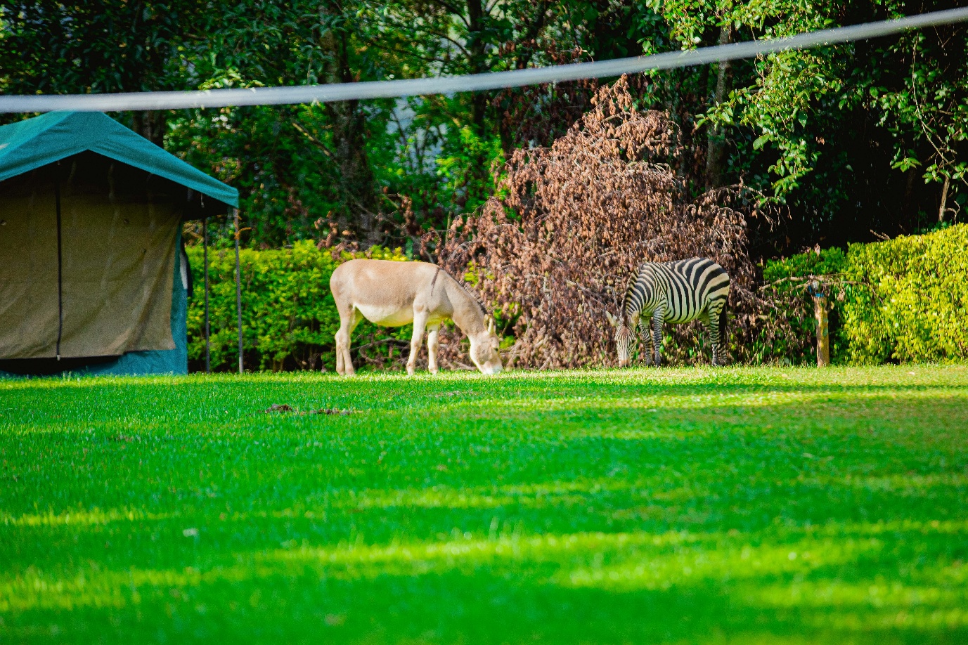 Zebra grazing beside safari tent - Uganda