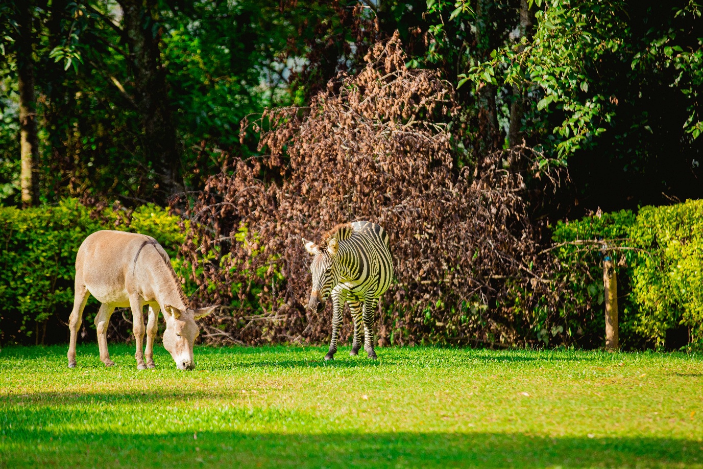 Zebra grazing in open Uganda field
