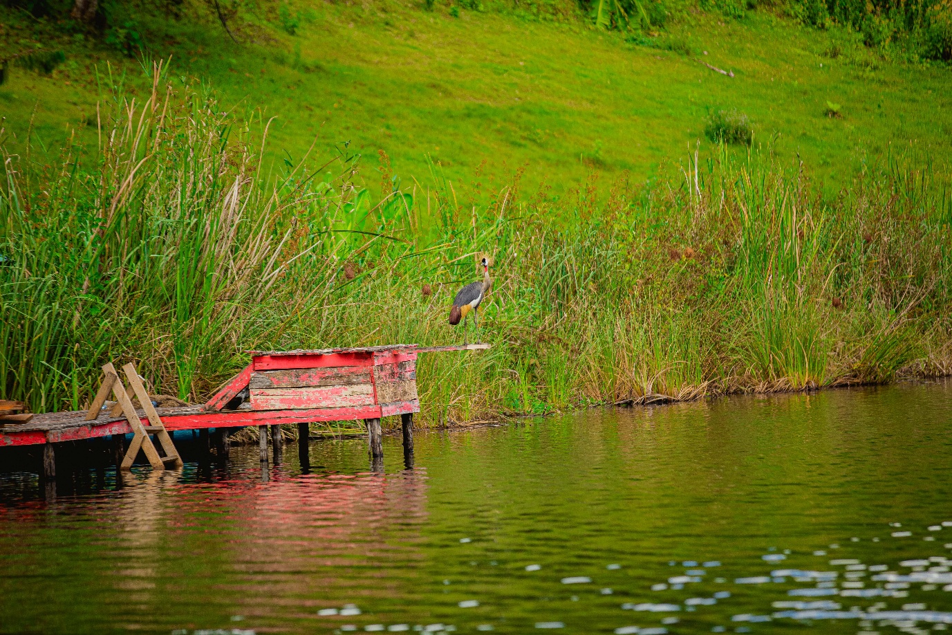 Heron on old dock - Uganda lakeside birdwatching