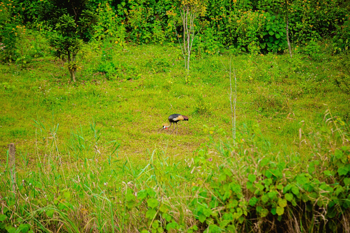Bird on open grassland - Uganda birdwatching
