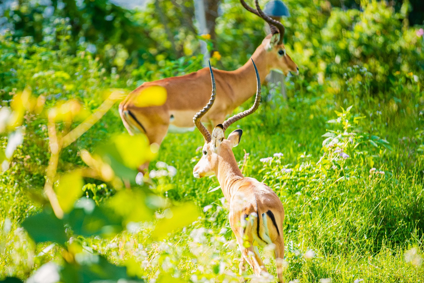 Impala mother and young in Uganda