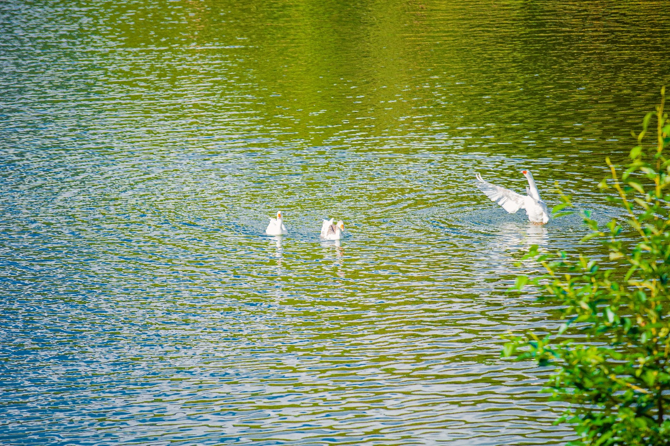 Egrets in flight over Uganda lake