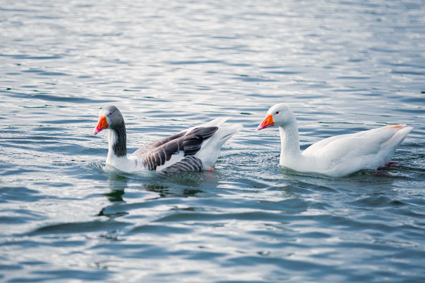 Geese swimming on calm Uganda lake